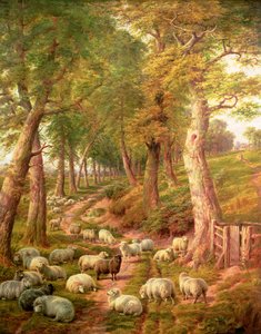 Landscape with Sheep